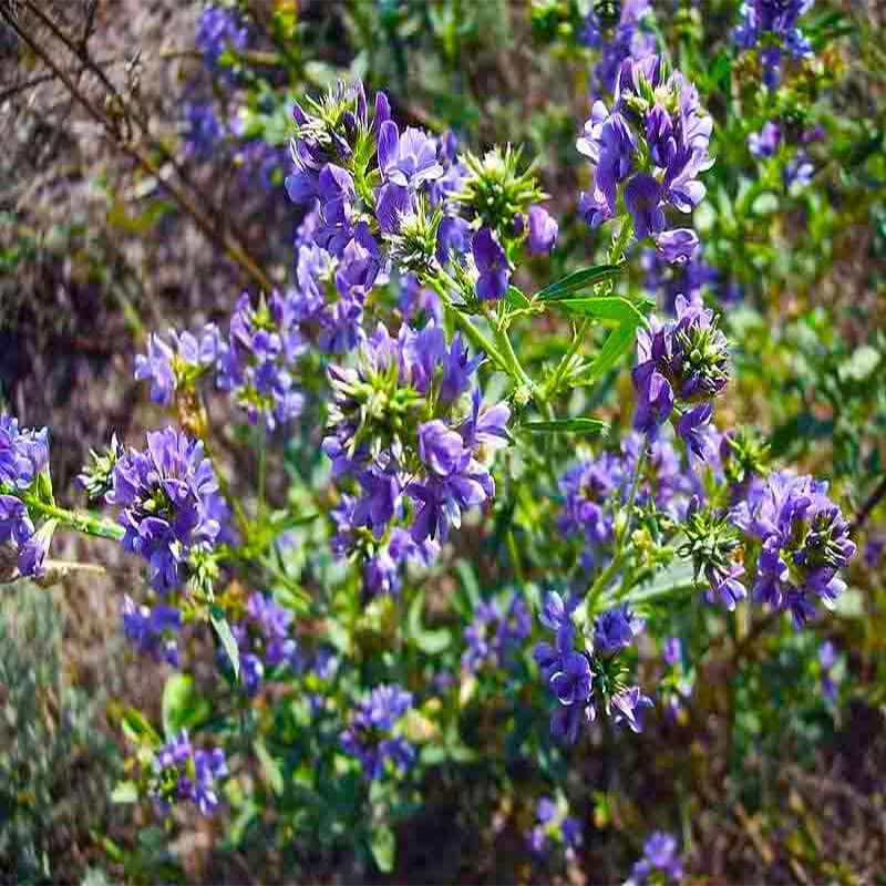 campo-di-erba-medica-in-fiore