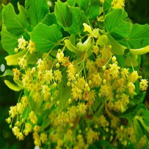 pianta-di-tiglio-fiori