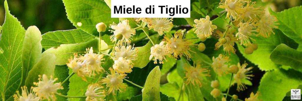 MIELE PROPRIETA E BENEFICI