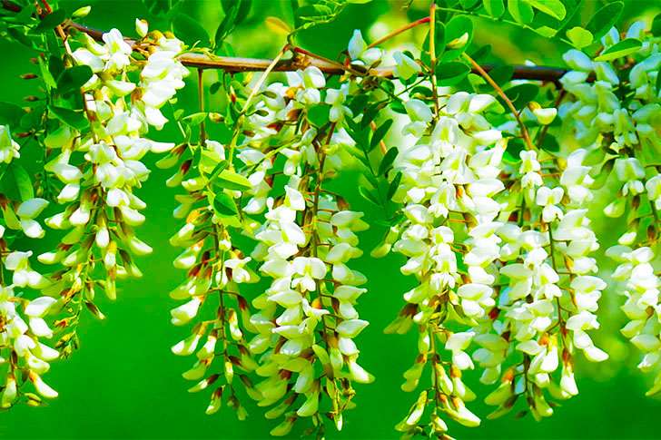 Cos'è il Miele di Acacia, Proprietà Sapore e Benefici? 4 miele di acacia