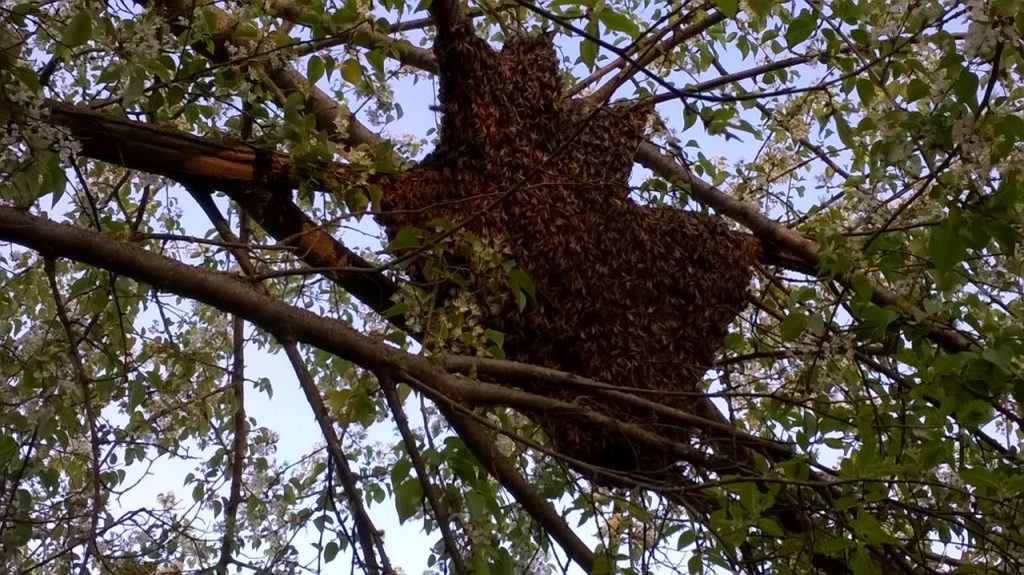 recupero sciami di api 1 sciame di api apicoltura borvei