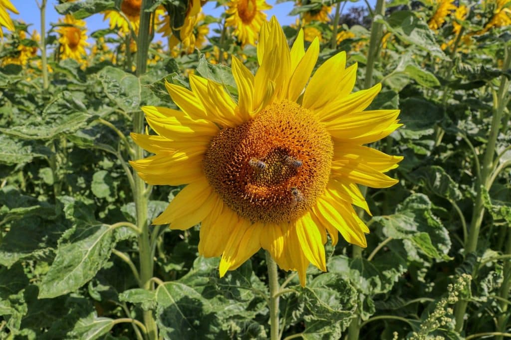 MIELE DI GIRASOLE 2 miele di girasole