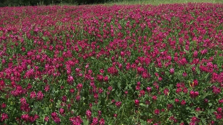 Miele di Sulla, Proprietà, Benefici, usi 2 miele di sulla