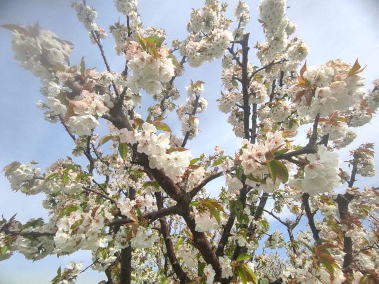 Miele di Ciliegio Proprietà, Benefici, Usi 19 MIELE DI CILIEGIO PROPRIETA BENEFICI USI