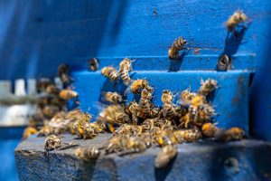 le api dormono? 1 Le api dormono?