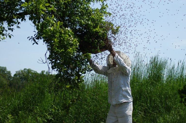 Come iniziare a fare l'apicoltore 1 La Sciamatura delle Api