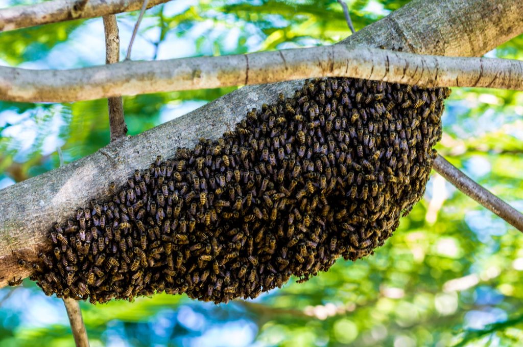 La Sciamatura delle Api 2 La Sciamatura delle Api
