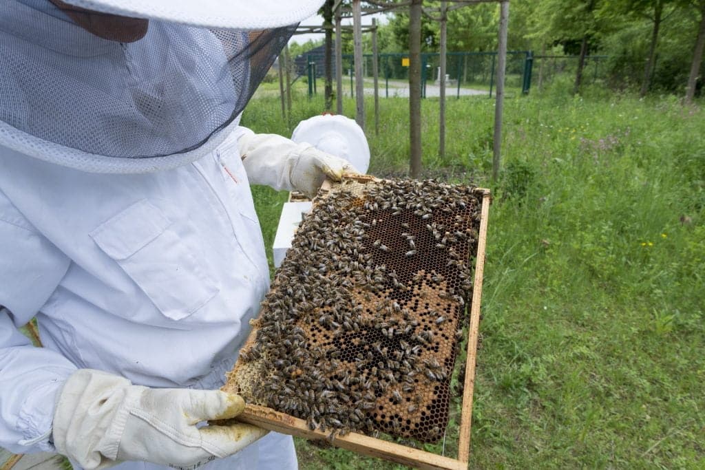 La Sciamatura delle Api 3 La Sciamatura delle Api