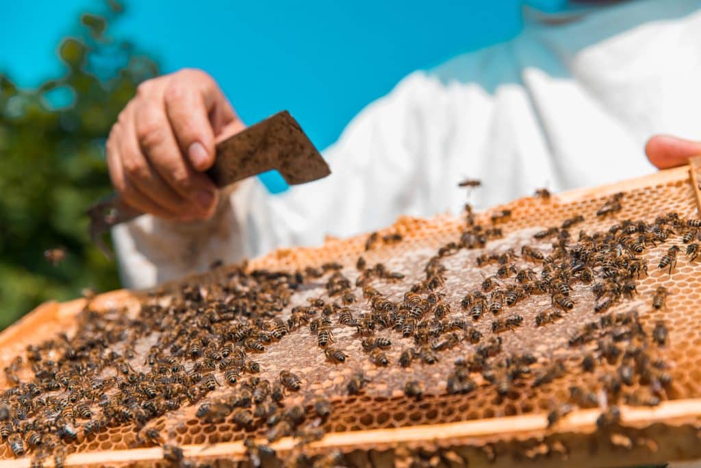 Come iniziare a fare l'apicoltore 2 apicolotre