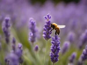 Lavanda e miele: una combinazione perfetta per il tuo benessere 1 miele di lavanda