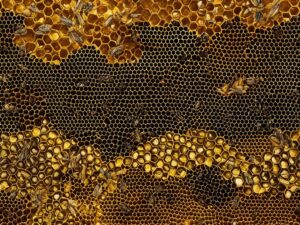 La Nuova Zelanda e l'Australia: le terre del miele di Manuka 1 miele di manuka