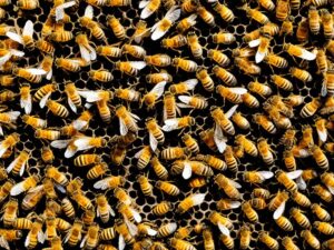 Api in pericolo: la tutela di questi preziosi insetti per un futuro sostenibile 1 api, vespe e calabroni