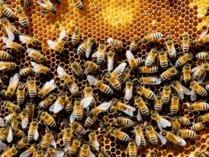 Nutrizione e alimentazione nell'alveare: Come si nutrono le api