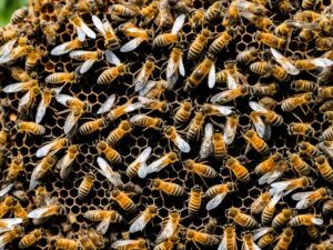 Predatori e malattie delle api: Pericoli da contrastare 1 Predatori e malattie delle api: Pericoli da contrastare